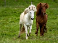 Weißes und braunes Islandpferd kommen angetrabt